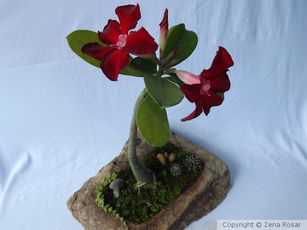 ROSA DO DESERTO 2