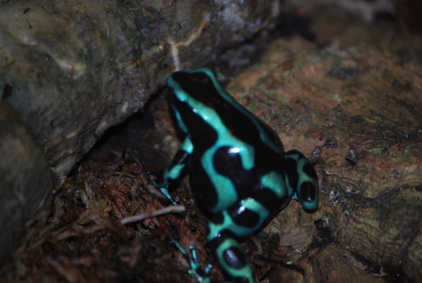 Frog