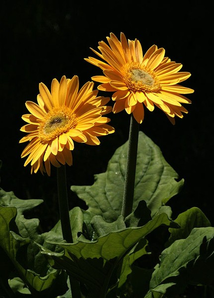 Two Yellow Gerbera Daisies