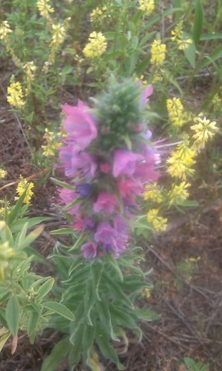 wild flowers 2