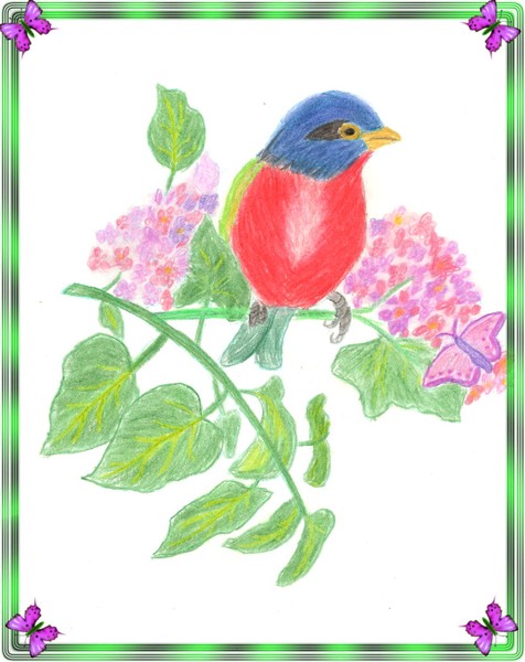 Color Pencil Bird