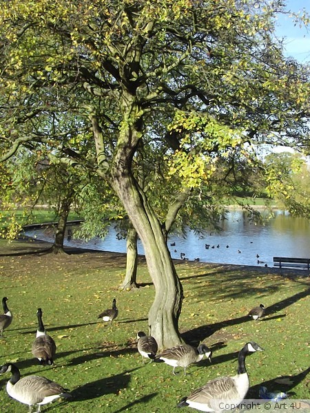 Curly Tree