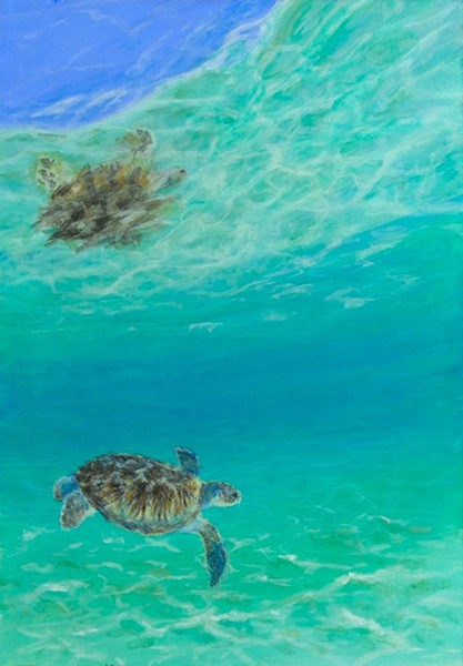 turtle reflections