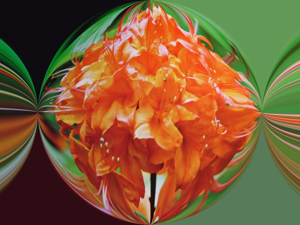 Flower in globe