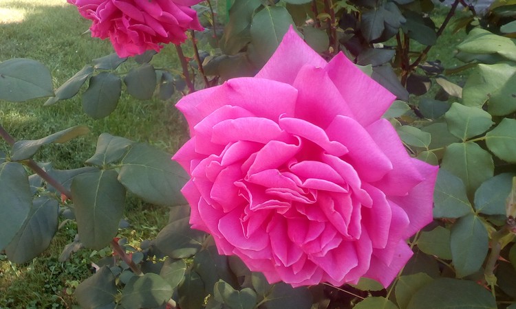 Rose