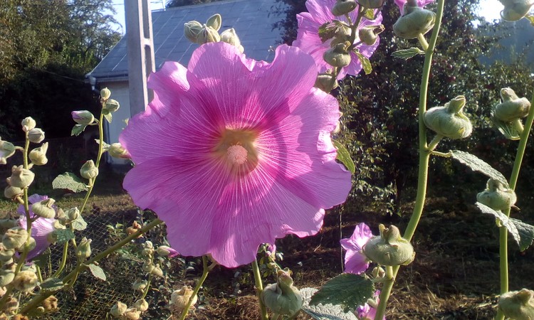 Pink flower
