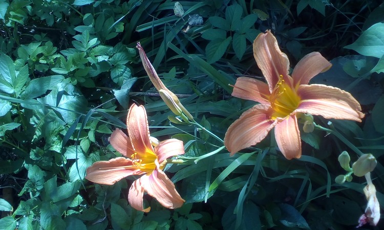 Lilies