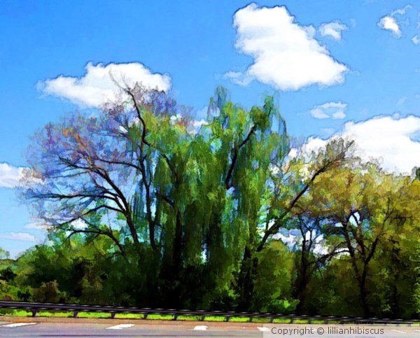 The Side of the Road