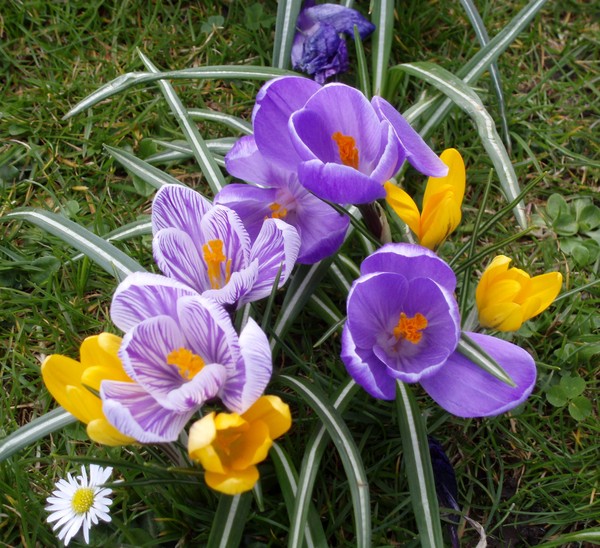 Coloured Flowers