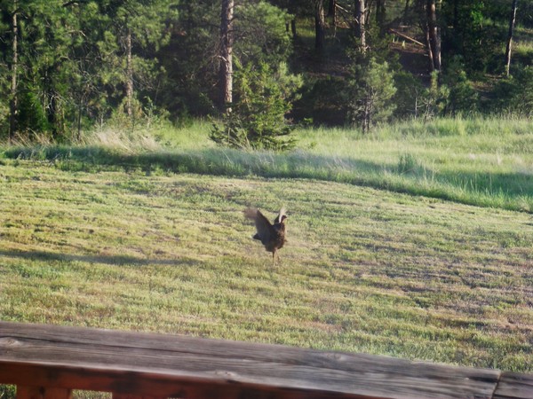 Turkey trying to fly