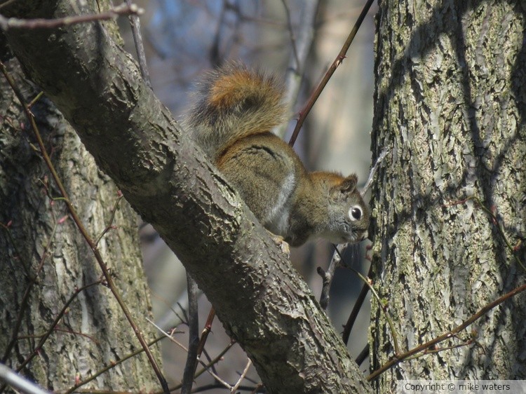 Squirrel