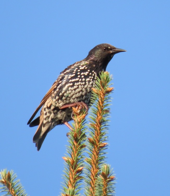 starling bird