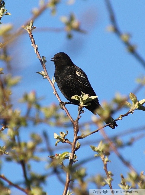 red winged black bird