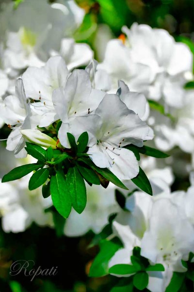 Dappled Azalea