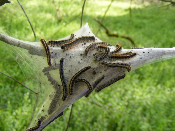 Caterpillars