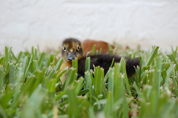 Baby Duck
