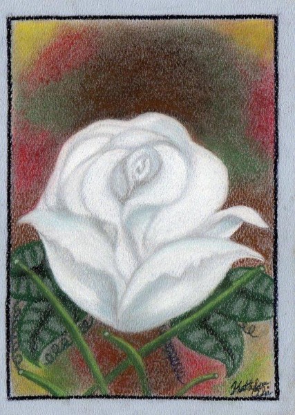 White Rose