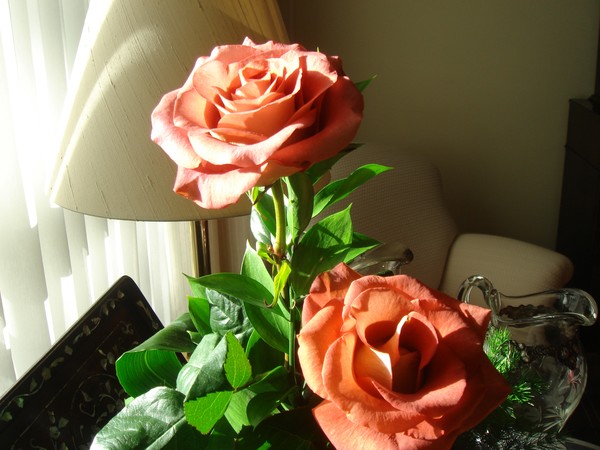 Roses for my new AW friends