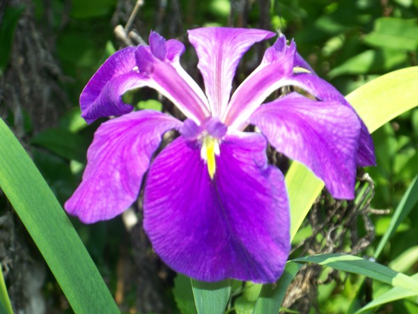 First Iris
