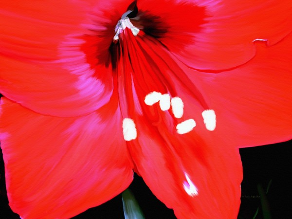 Red Amaryllis