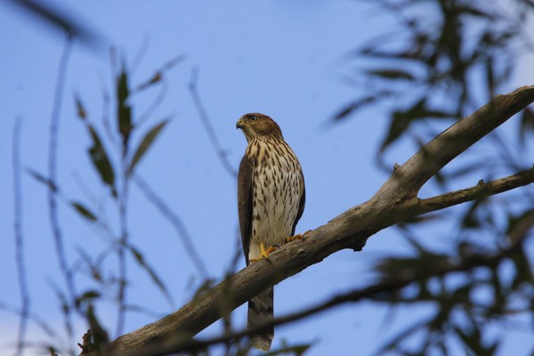 Copper Hawk