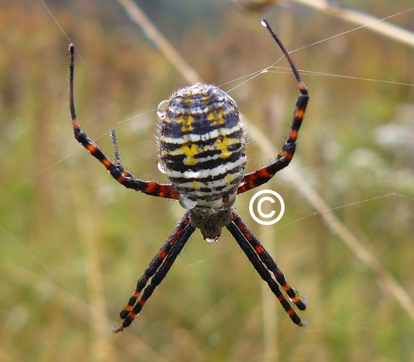 Spider!