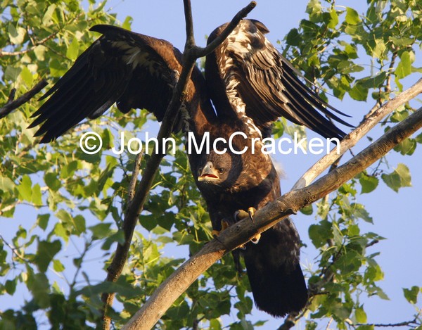 Baby Eaglet 