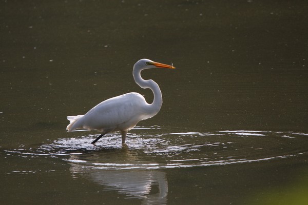 The Beautiful White Egret.