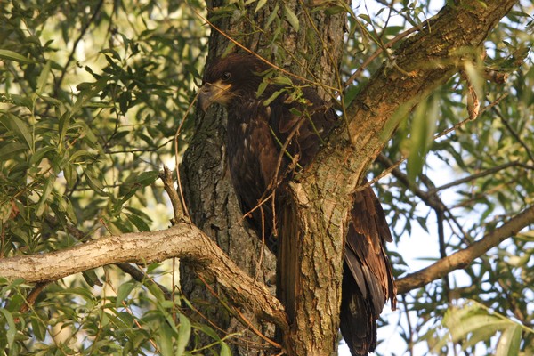 Juvenile Bald Eagle
