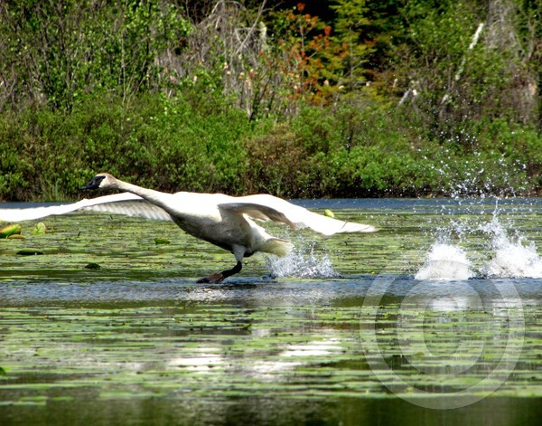 Trumpeter Swan Taking Flight!