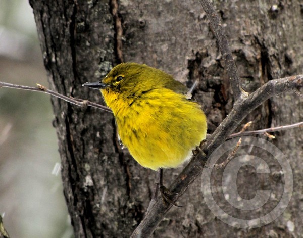 A Warbler Visit!