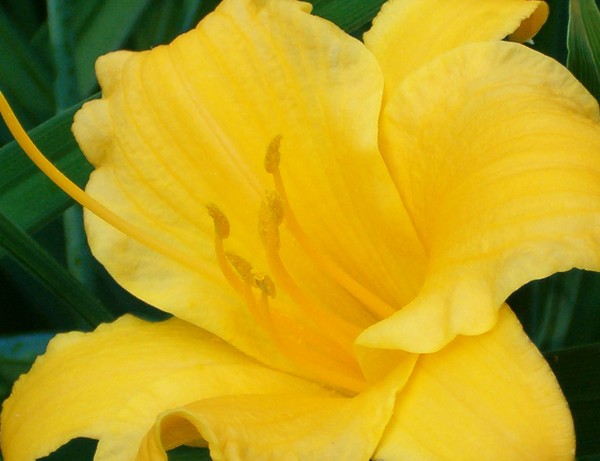 Yellow Lilly