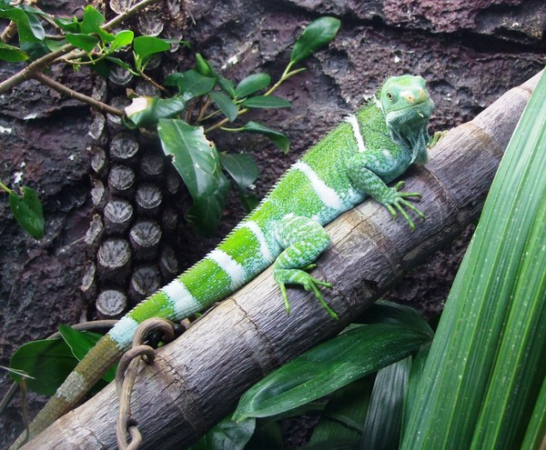 Lizard