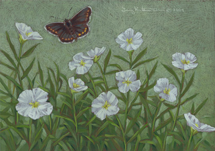 Flutter