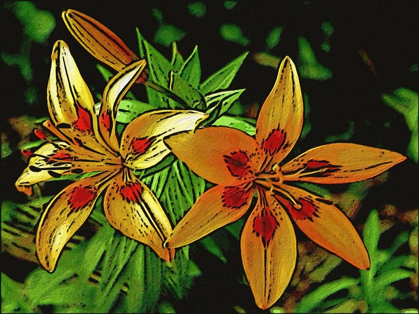 Day Lilies
