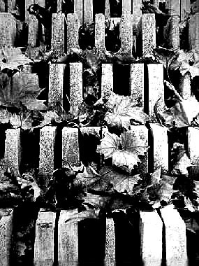 foilage in the brick yard