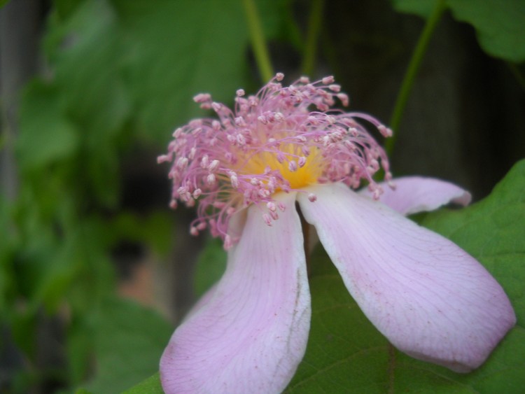 Wild Flower