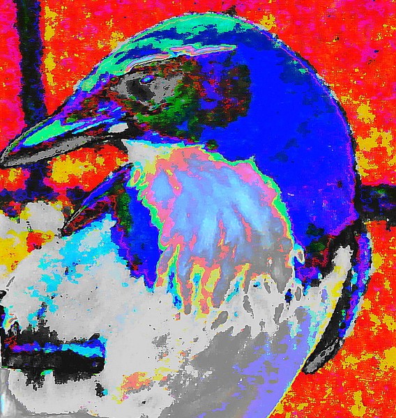 Blue Jay