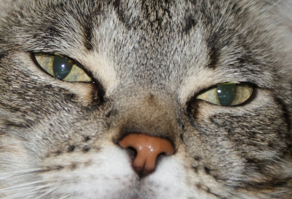 cat eyes