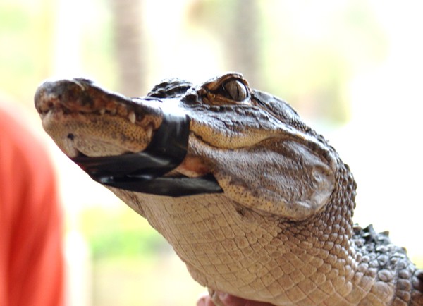 gator eye