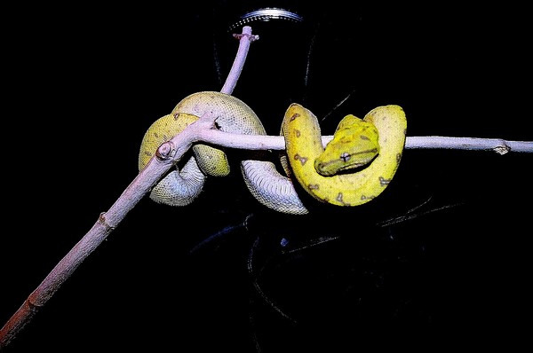 Tree Python