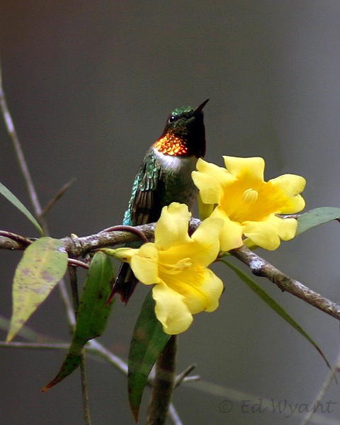 Virginia Hummer on Jasmine Flower