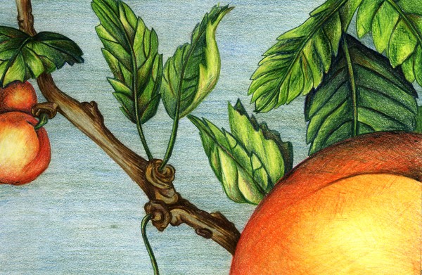 Fruit tree
