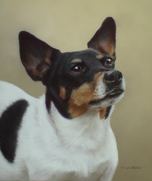 JACK RUSSELL TERRIER