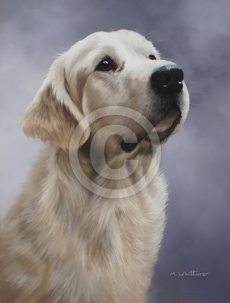 GOLDEN RETRIEVER