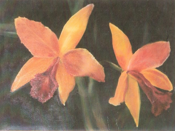 first orchid