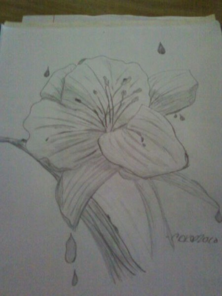 Lily Sketch