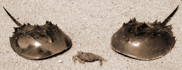 Crabs