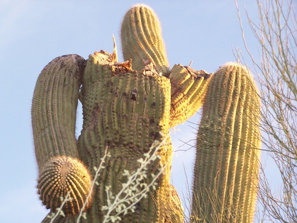 Dying Saguaro