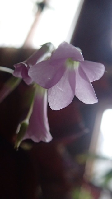 P2070015